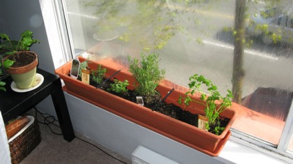 My teeny herb garden
